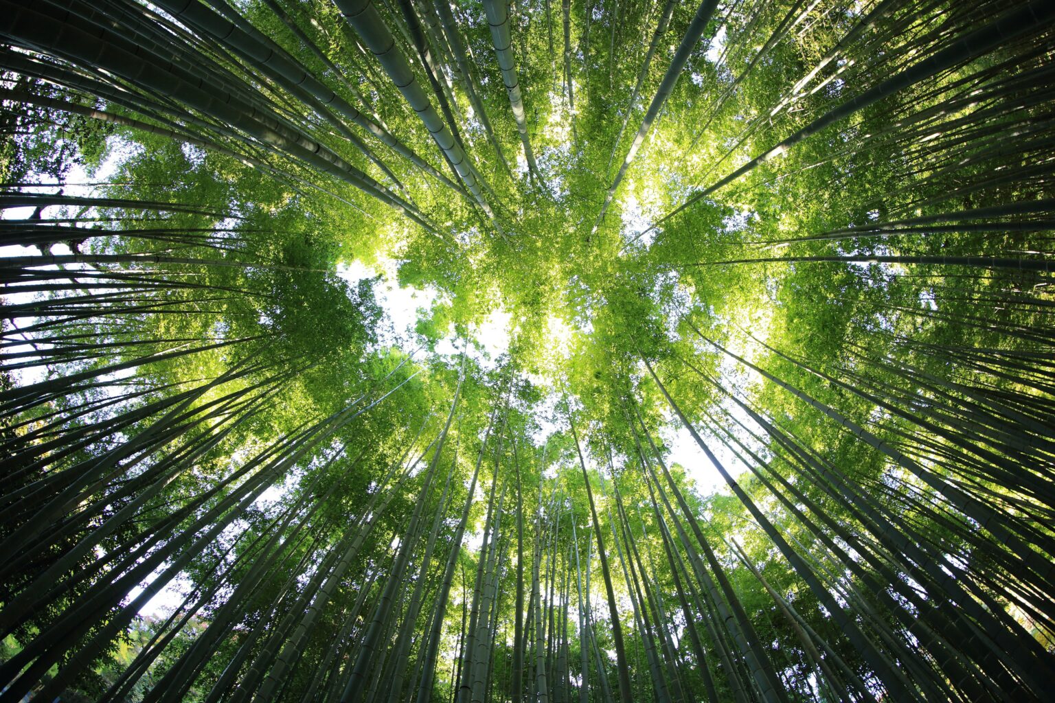 Forêt de bambous représentant une ressource renouvelable utilisée comme alternative durable dans les projets de construction et d'aménagement.